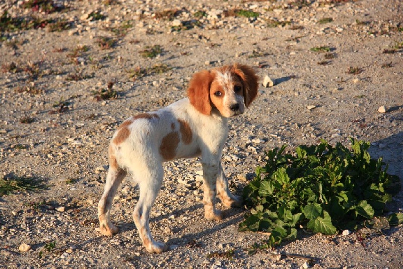 Les chiens aux travail